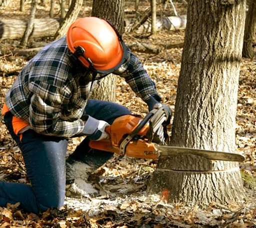 Tree Removal in Pittsfield, NH